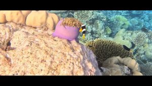 robinson club maldives snorkeling 🏝️🐟
