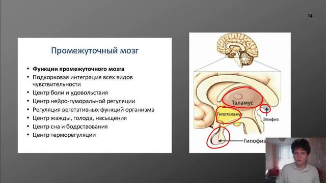 ЕГЭ Биология | НЕРВНАЯ СИСТЕМА. ГОЛОВНОЙ МОЗГ смотреть онлайн