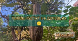 Тыква растёт на дереве