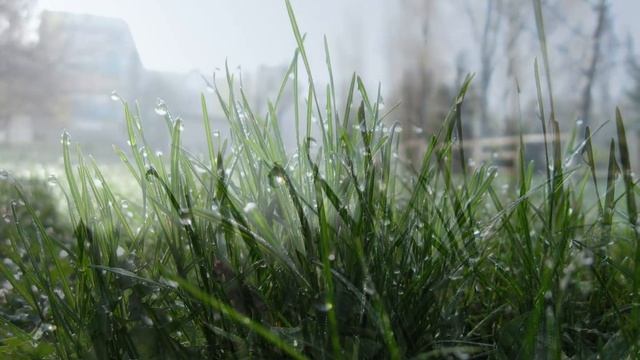 макросъемка росы на траве ! 2007 г смотреть онлайн