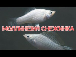 МОЛЛИНЕЗИЯ СНЕЖИНКА. СОДЕРЖАНИЕ В АКВАРИУМЕ