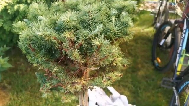 Распаковка посылки с интернет магазина Гаршинка! Лиственница Кемпфера Грей Перпл_Июль 2022