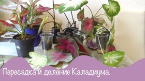 Пересадка и деление Каладиума из уценки.