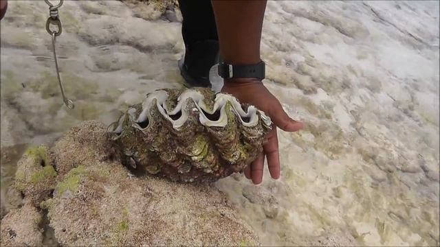 Shells, clam mollusk, corals, Christmas Island, Kiribati смотреть онлайн
