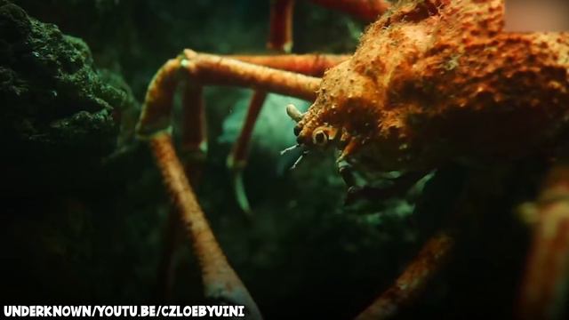 10 Biggest Ocean Monsters You Will Ever See смотреть онлайн