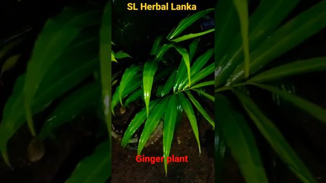 ginger plant #ginger #iguru #short