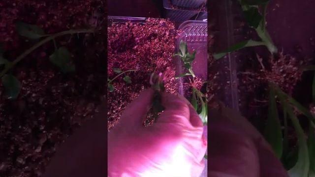 результат  эксперимента  по  укоренению  в  вермикулит смотреть онлайн