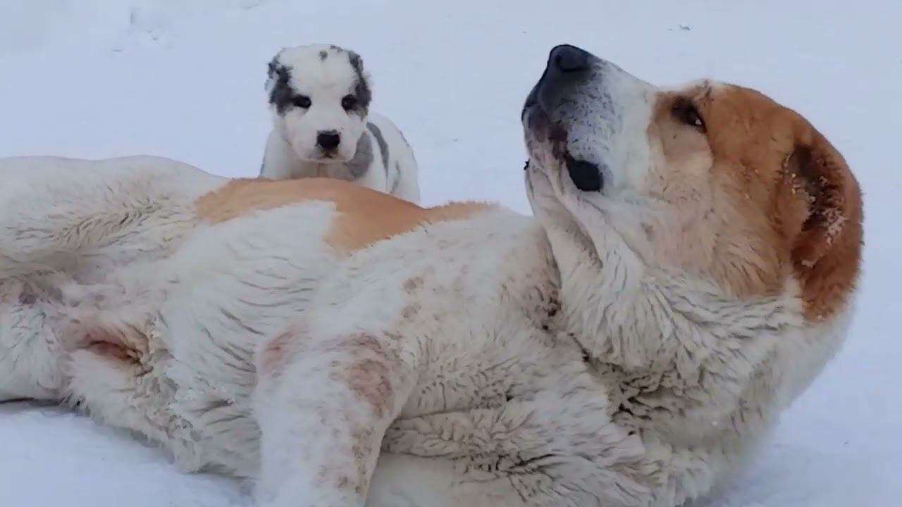 УСАДБА КАРХУЛА. племенной питомник САО и алабаев смотреть онлайн