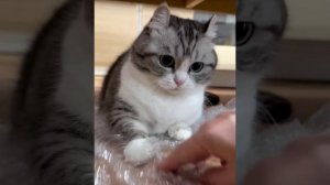 Котя запрещает тебе лопать пупырки
