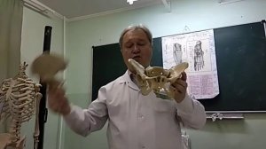 Лекция "Скелет нижних конечностей"