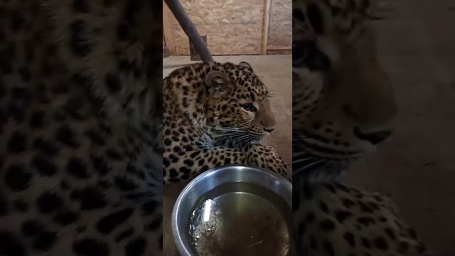 Прямой эфир из приюта "Спаси меня" от 13.02.21 года. Часть 14 смотреть онлайн