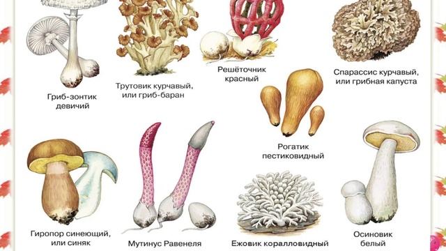 Грибы (из энциклопедии). смотреть онлайн