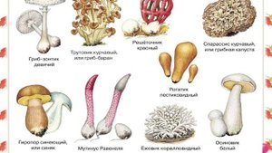 Грибы (из энциклопедии).