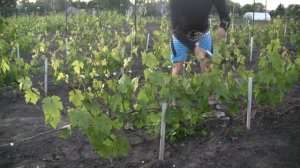 Подвязка винограда / ЛУЧШИЙ И САМЫЙ БЫСТРЫЙ СПОСОБ ПОДВЯЗКИ ВИНОГРАДА / Виноградник АРТУРА