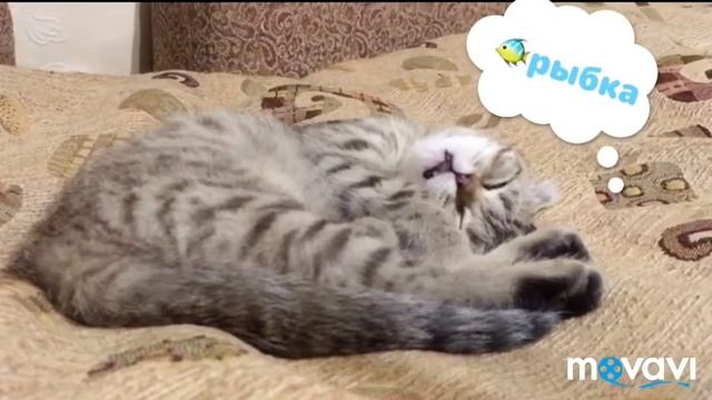 Сладких снов котики. Шотландские вислоухие котята. Самый милый сон. смотреть онлайн