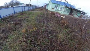 обрезка ремонтантной ежевики,осенью