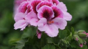 Pelargonium Grandiflorum Elegance Alexia - Garden Plant with Flowers in spectacular  Colours