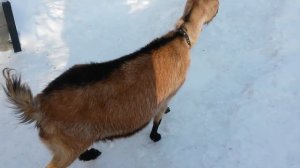 Беременная коза или нет?