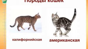 Сложение и вычитание в пределах 20