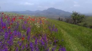 Потрясающая КРАСОТА Армении - полевые цветы у города Ноемберян, май 2019