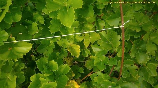 ВИНОГРАД ЛЕТОМ.Уход за виноградом летом смотреть онлайн