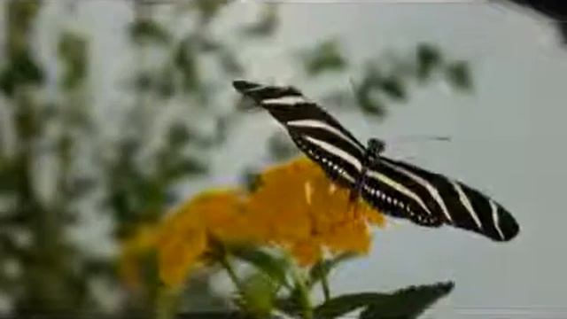 ГЕЛИКОНИЯ ХАРИТОНИЙ Heliconius charitonius смотреть онлайн