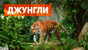 Потрясающая природа джунглей. Дикая жизнь в джунглях с музыкой