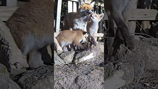 Town Fox vs Country Fox ?