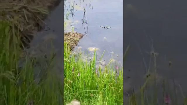рыбалка солоновка или же колунда
