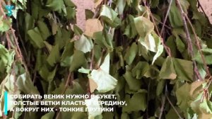 Секрет заготовки березовых веников