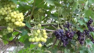 Виноград Гордей, Дунав, Смарагд, Синдикат, Каталония, Фердинанд. Урожай и Особенности