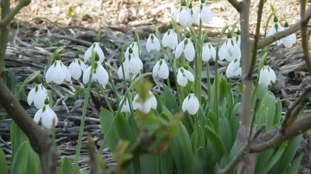 Подснежники. На улице в Анапе. Февраль 13.02.22 смотреть онлайн