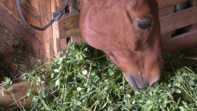 Натуральные фермерские продукты. Вот так забавно кушает лошадь смотреть онлайн