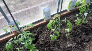 Посадка  рассады томатов и перцев, в большую теплицу.