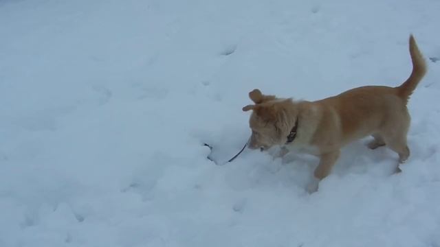 Собака против крысы! смотреть онлайн
