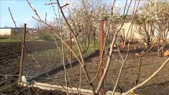 Во Саду Ли В Огороде..Мандарины..Помидоры..Сорняки.. смотреть онлайн