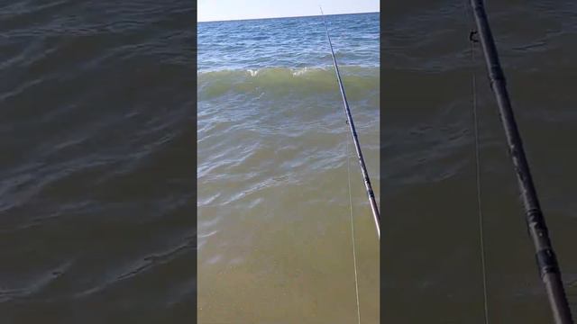 Сарган. Отчёты. смотреть онлайн