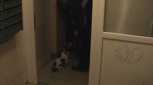 Как приучить собаку к поводку и выходу на прогулку