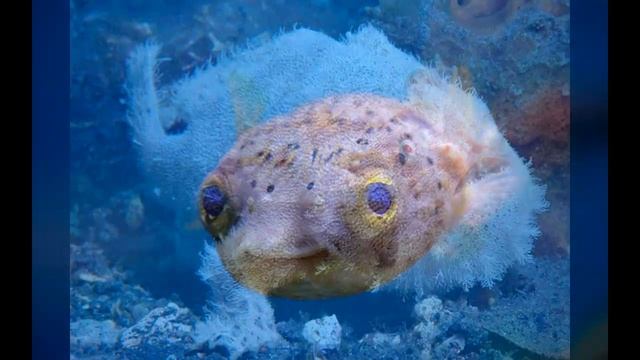 Очень смешные и забавные морские рыбы
