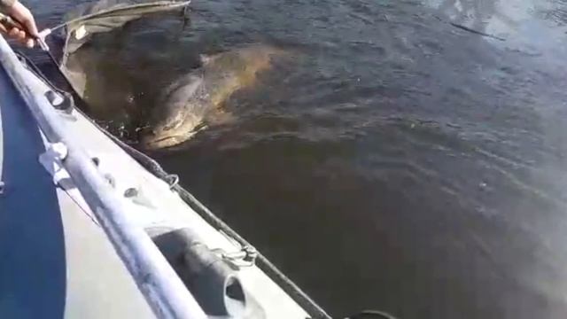 Тугур -Царство Тайменя. Крупный таймень в Хабаровском крае на спиннинг. Часть 2. Трофейный таймень. смотреть онлайн