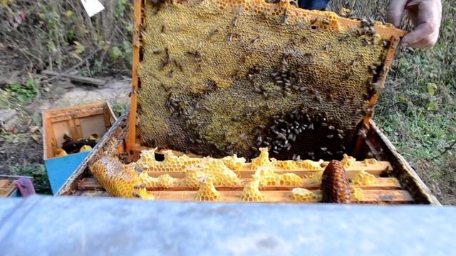 Подготовка пчёл к зимовке. смотреть онлайн