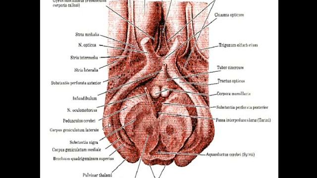 Анатомия центральной нервной системы. Лекция 2 смотреть онлайн