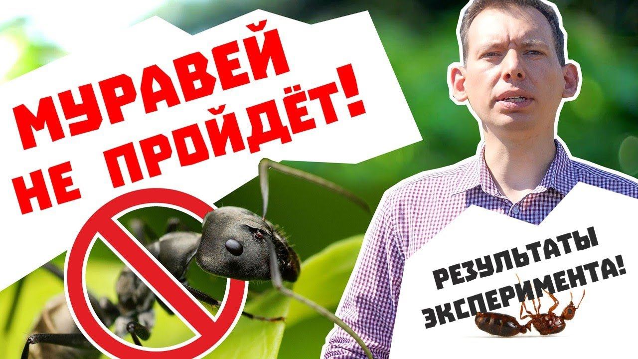 Муравей не пройдёт! Часть вторая. Проверяем результаты.