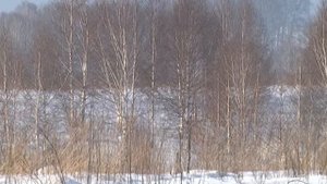 Как многодетной семье получить земельный участок?