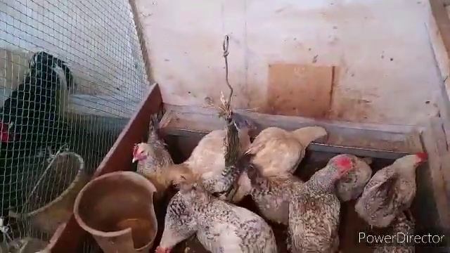 только так! #картошка для кур и другие овощи. #выгул для кур