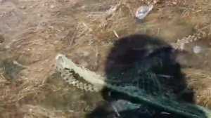 ГАДЮКА или водяной уж??? (Случай 2)