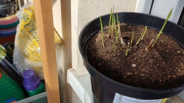 Первый полив розочек в горшках???. Как выглядят сейчас растения из Гаршинки