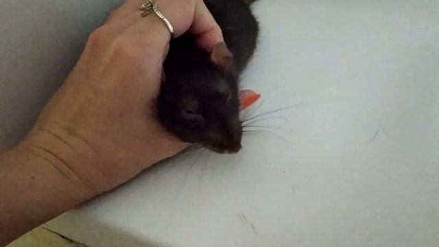 Об одиночном содержании крысы смотреть онлайн