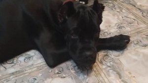 Кане-корса 4 месяца