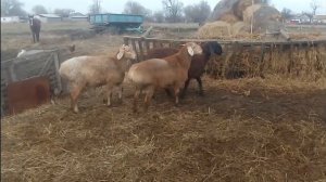 Замер веса у последних ягнят.Ставропольский край| Мясная порода овец| Гиссары.